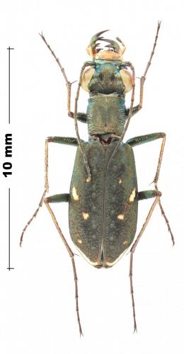 Réf. 246 190 : Cylindera obliquefasciata